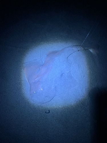 カスザメの釣果