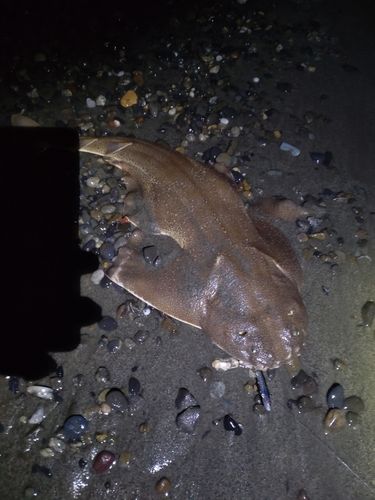 カスザメの釣果