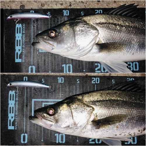 シーバスの釣果