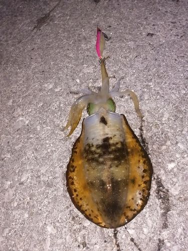 アオリイカの釣果