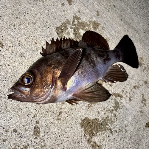 メバルの釣果