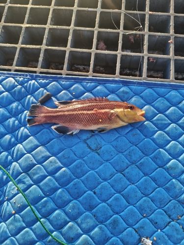 コブダイの釣果