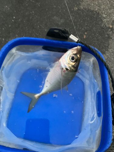 マアジの釣果