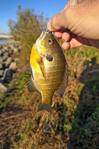 ブルーギルの釣果