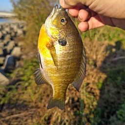 ブルーギル