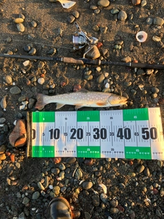 アメマスの釣果