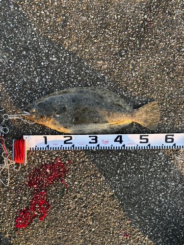 ヒラメの釣果