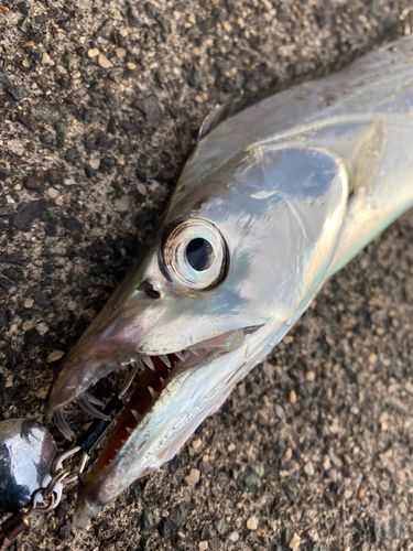 タチウオの釣果