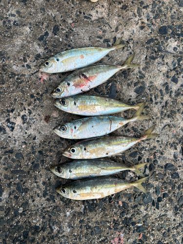 アジの釣果