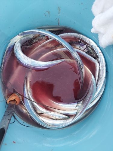 タチウオの釣果