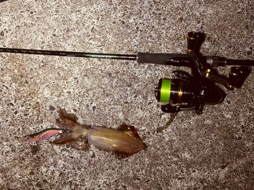 ケンサキイカの釣果