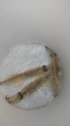 ヤリイカの釣果