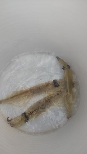 ヤリイカの釣果