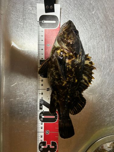 タケノコメバルの釣果