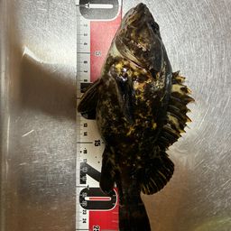 タケノコメバル