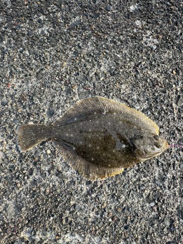 カレイの釣果