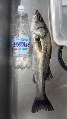 スズキの釣果