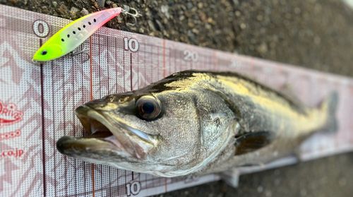 シーバスの釣果