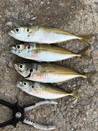 アジの釣果