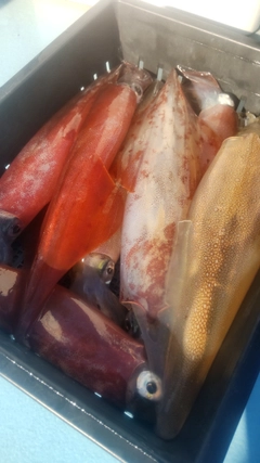 ヤリイカの釣果