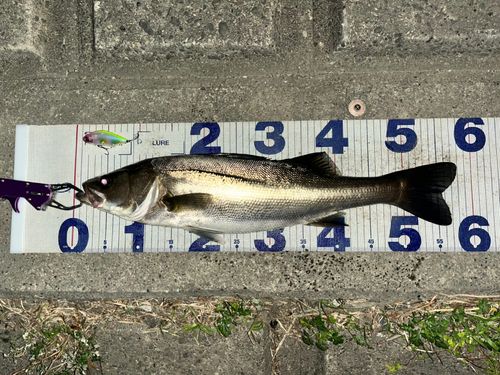 シーバスの釣果