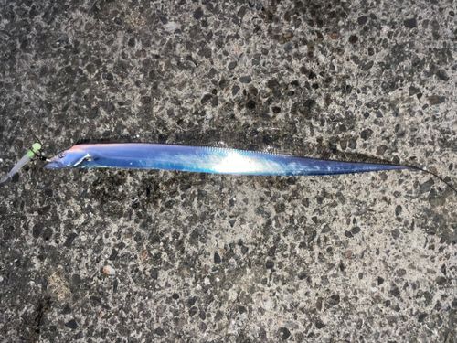 タチウオの釣果