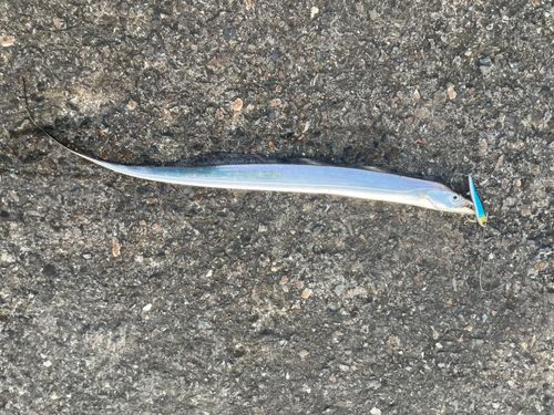 タチウオの釣果