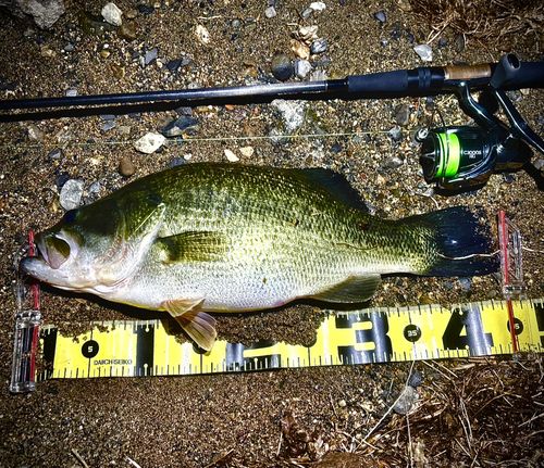 ブラックバスの釣果