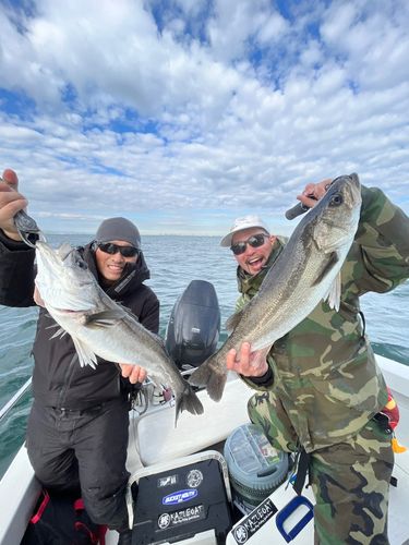 シーバスの釣果