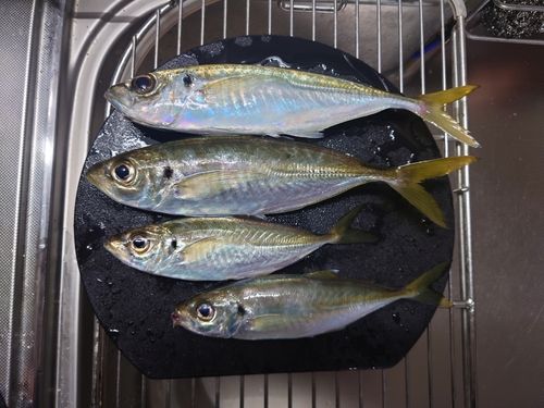 アジの釣果