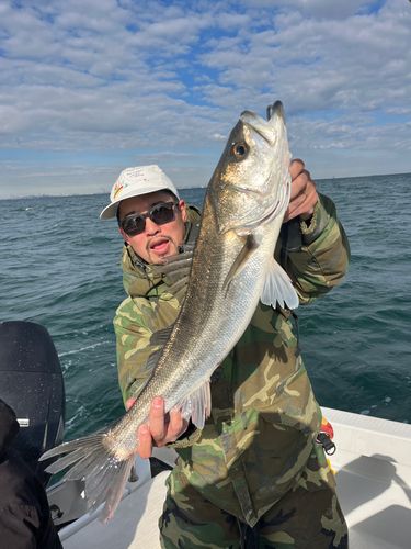 シーバスの釣果