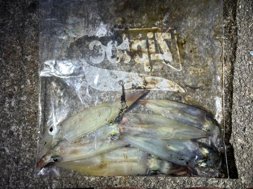 イカの釣果