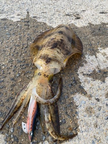 アオリイカの釣果