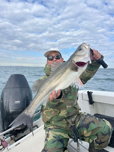 シーバスの釣果