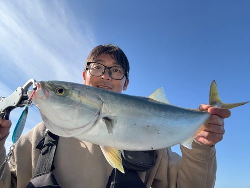 ヤズの釣果