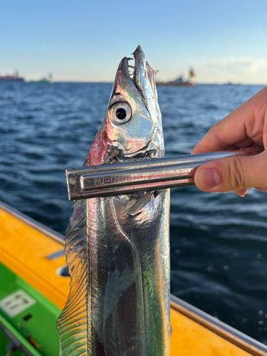 タチウオの釣果