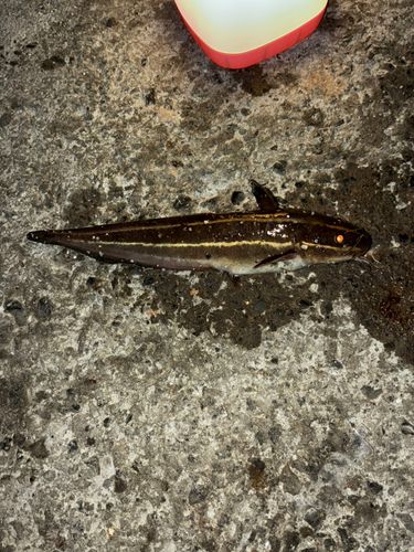 ゴンズイの釣果