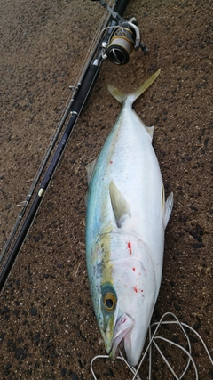 フクラギの釣果