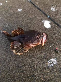 アイナメの釣果