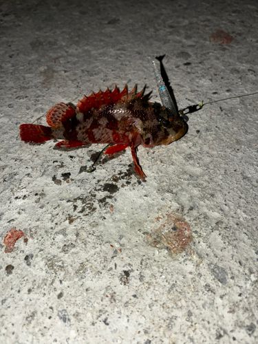 イソカサゴの釣果