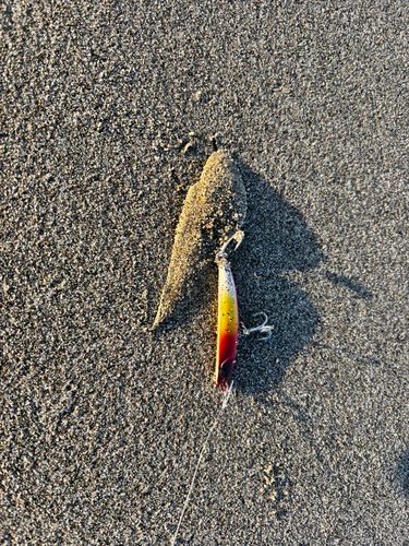 シタビラメの釣果