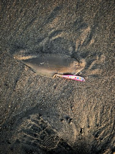 シタビラメの釣果