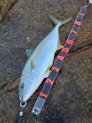 ヒラマサの釣果