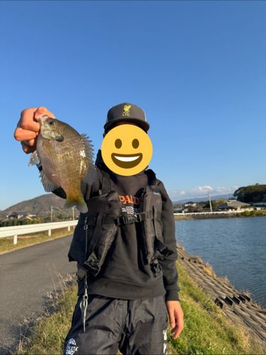 ブルーギルの釣果