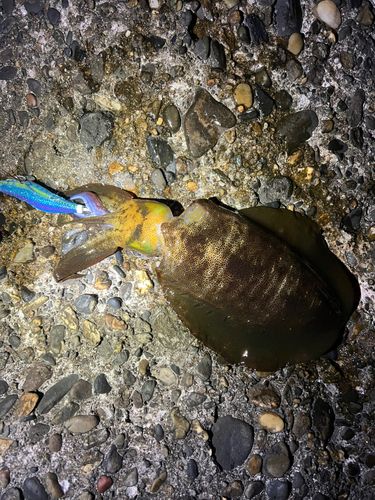 東京湾（富津〜金谷）