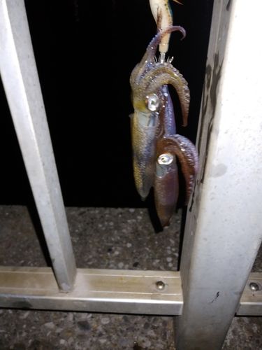 千葉港中央埠頭