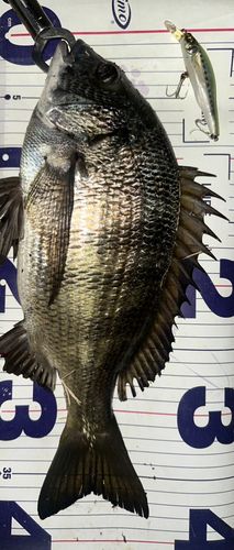 クロダイの釣果