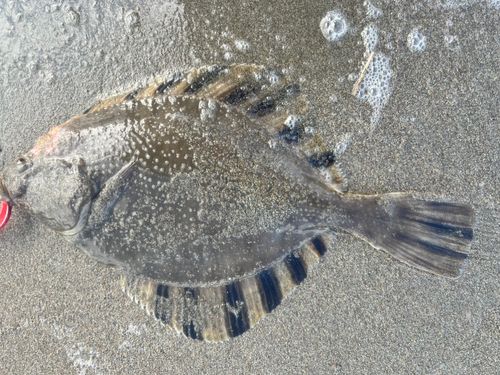 カレイの釣果