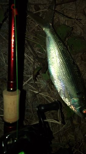 コノシロの釣果