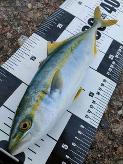 コゾクラの釣果